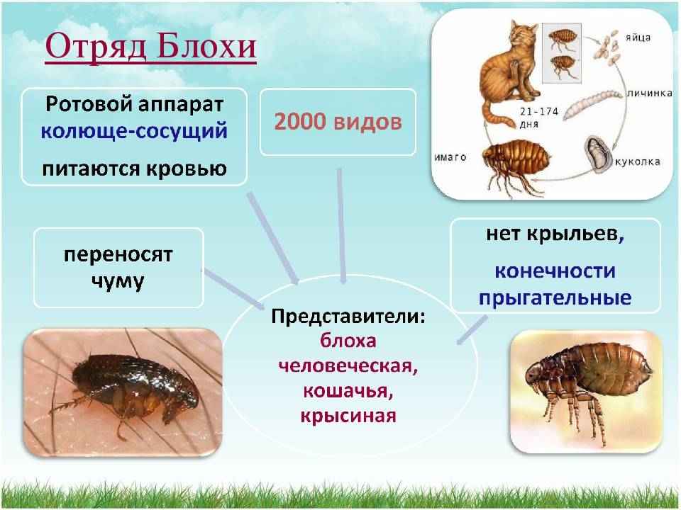 На фото описано про блох